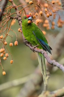 Norfolk Parakeet (Cyanoramphus cookii) feeding on fruits in a tree, Norfolk Island, Australia