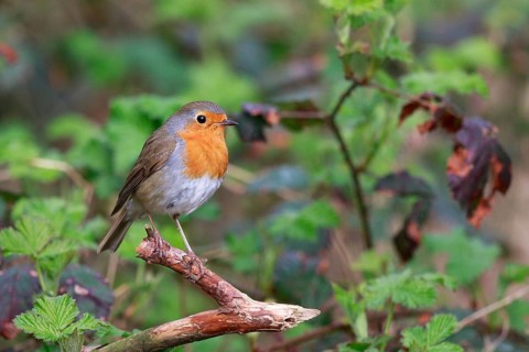 European Robin (Erithacus rubecula) perched on a branch, North Rhine-Westphalia, Germany