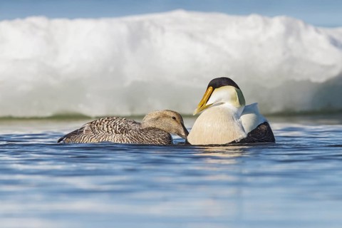 Common Eider (Somateria mollissima) on the Hudson's Bay near Churchill, Manitoba, Canada