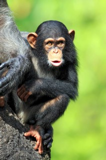 Chimpanzee (Pan troglodytes troglodytes), young animal