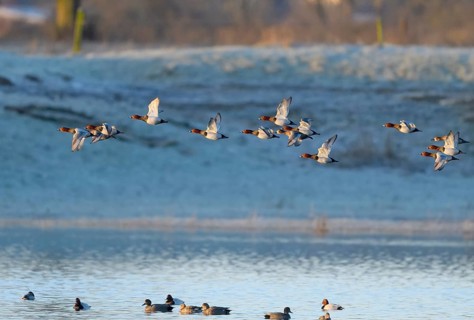 Common Pochard (Aythya ferina), flying flock, Lower Rhine, North Rhine-Westphalia, Germany