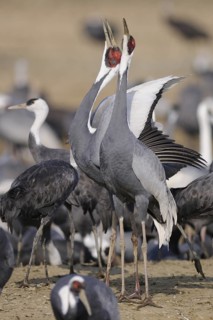 White-naped Crane (Antigone vipio), Arasaki, Japan