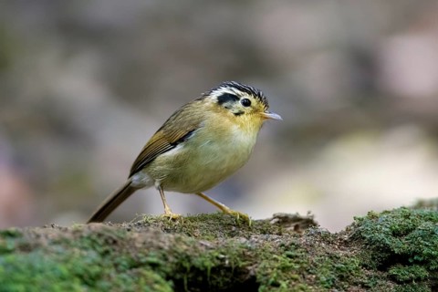 Black-crowned Fulvetta (Alcippe klossi) perched on mossy ground, Bidoup National Park, Vietnam