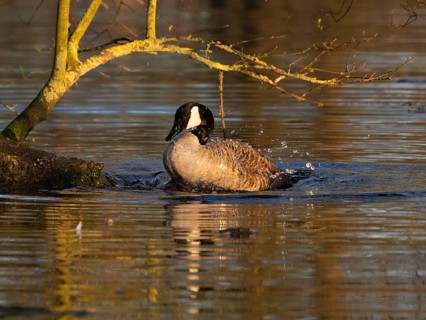 Canada goose (Branta canadensis), adult bird bathing in lake, Hesse, Germany