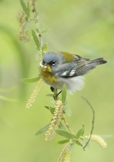 Northern Parula (Setophaga americana), Texas, USA