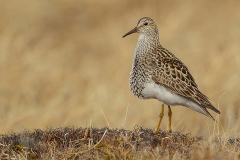 Pectoral Sandpiper (Calidris melanotos) on the tundra in Northern Alaska