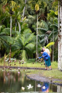 Lotus pond, pond with Indian Lotus (Nelumbo nucifera), palm trees behind, Botanical Garden or Sir