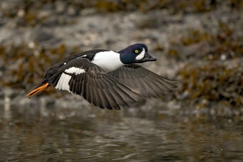 Barrow's Goldeneye (Bucephala islandica) male flying, Alaska, USA