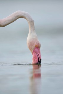 Greater Flamingo (Phoenicopterus roseus) standing in the water, portrait, Parc Naturel Regional de