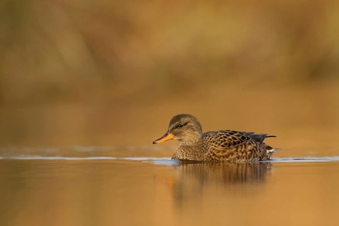Gadwall (Mareca strepera) female, Utrecht, Netherlands
