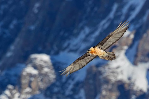 Bartgeier, Lammergeier, Gypaetus barbatus, Gypaetus barbatus meridionalis, Gypaète barbu,