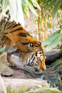 Portrait of a Siberian tiger (Panthera tigris tigris) in a forest, trinking water, captive,