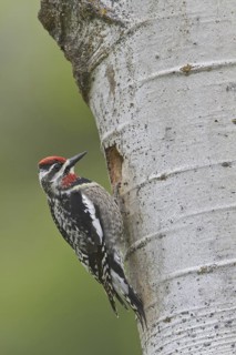 Red-naped Sapsucker (Sphyrapicus nuchalis) female, British Columbia, Canada
