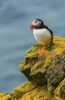 Atlantic Puffin (Fratercula arctica) on cliff, Iceland