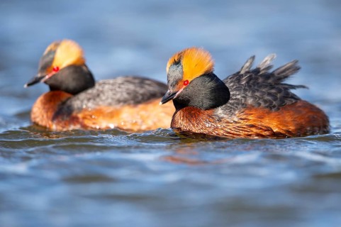 Slavonian grebe (Podiceps auritus) swimming on a lake, Västergötland, Falköping, Sweden