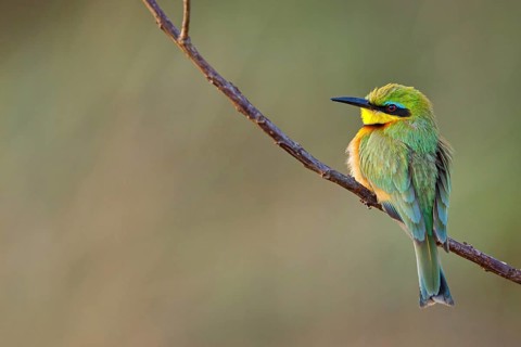 Pygmy Bee-eater, (Merops pusillus), on perch, Africa, South Africa, KwaZulu-Natal, Bee-eater