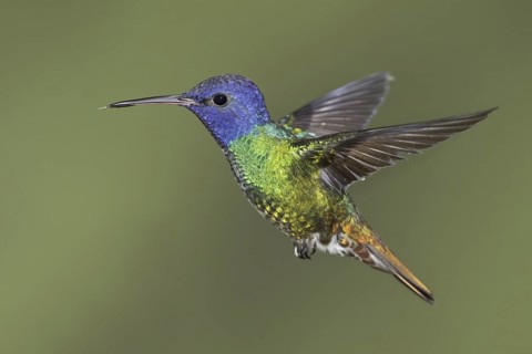 Golden-tailed Sapphire (Chrysuronia oenone), Ecuador