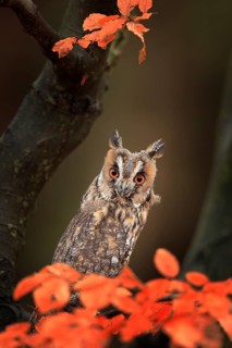 Owl in orange forest, yellow leaves. Long-eared Owl with orange oak leaves during autumn. Wildlife