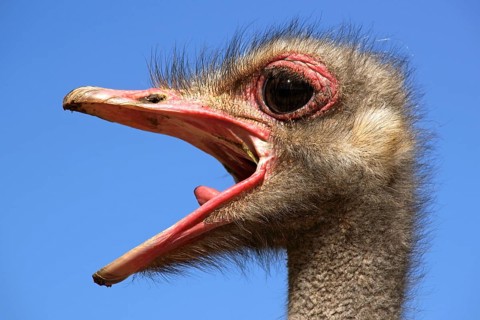 African ostrich, Struthio camelus, South Africa