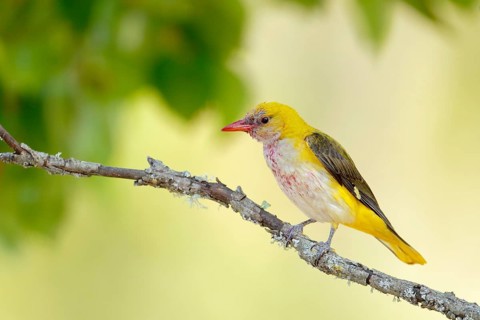 Eurasian Golden Oriole (Oriolus oriolus) female, Andalusia, Spain