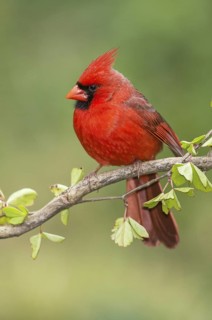 Northern Cardinal (Cardinalis cardinalis) male perched on a twig, Texas, USA