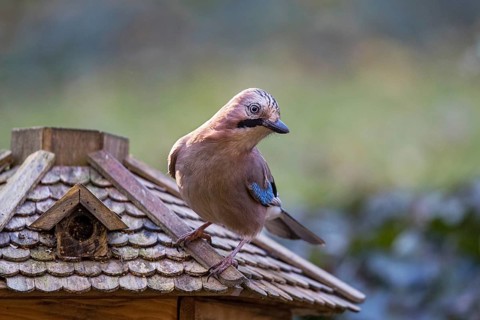 Eurasian Jay (Garrulus glandarius) at feeding house, Bavaria, Germany