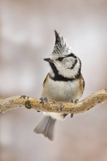European Crested Tit (Lophophanes cristatus), Utrecht, Netherlands