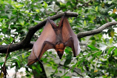 Kalong flying fox (Pteropus vampyrus), adult, in sleeping tree, during the day, alert, Singapore,