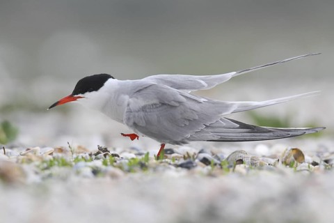 Common Tern (Sterna hirundo), Texel, Netherlands