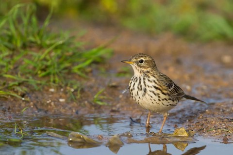 Meadow Pipit - Wiesenpieper - Anthus pratensis ssp. pratensis, Morocco
