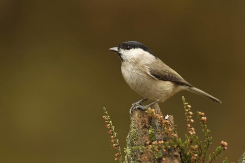 Marsh Tit (Poecile palustris), Rhineland-Palatinate, Germany