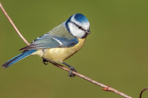Blue tit (Cyanistes caeruleus) Blue Tit • Baden-Württemberg, Germany, Baden-Württemberg, Federal