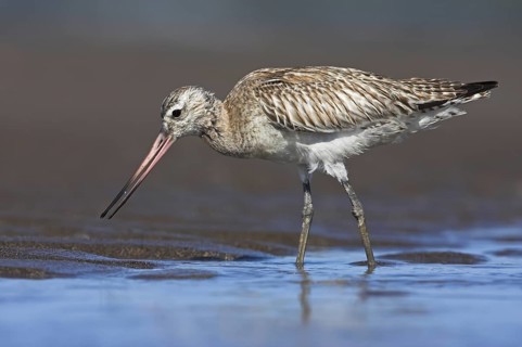 Bar-tailed Godwit (Limosa lapponica), Oman