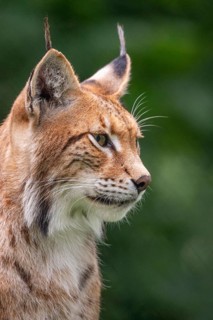 Lynx (Lynx lynx), portrait, Haltern, North Rhine-Westphalia, Germany