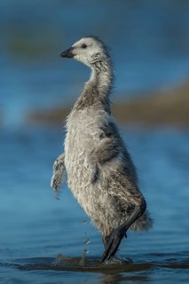 Barnacle Goose (Branta leucopsis) juvenile, Schleswig-Holstein, Germany