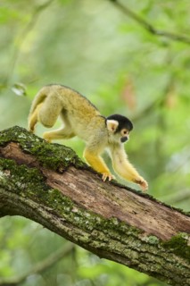 Common squirrel monkey (Saimiri sciureus) in a tree, captive, distribution South America