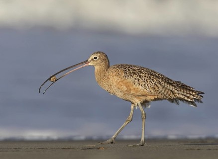 Long-billed Curlew (Numenius americanus), California, USA