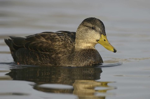 American Black Duck (Anas rubripes), Ohio, USA
