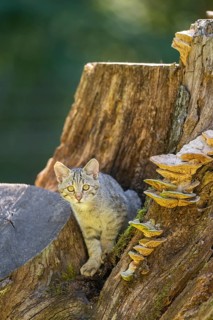 European wildcat (Felis silvestris silvestris) on an old tree trunk, Hesse, Germany