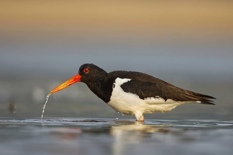 Eurasian Oystercatcher (Haematopus ostralegus) female drinking, North Rhine-Westphalia, Germany