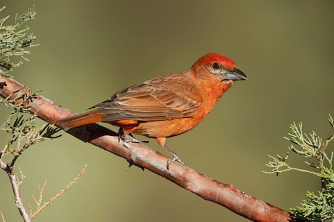 Hepatic Tanager (Piranga hepatica) male, Arizona, USA
