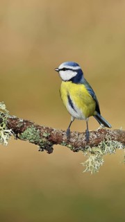 Blue tit (Parus caeruleus), sitting on a branch overgrown with reindeer lichen (Cladonia