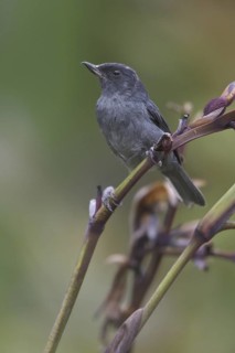 Slaty Flowerpiercer (Diglossa plumbea), Costa Rica