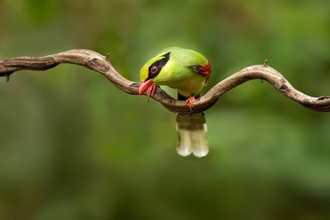 Common Green Magpie (Cissa chinensis chinensis), Yunnan, China