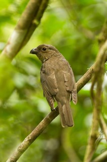 Tooth-billed Bowerbird (Scenopoeetes dentirostris), Queensland, Australia