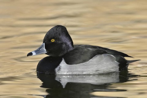 Ring-necked Duck (Aythya collaris) male, Arizona, USA