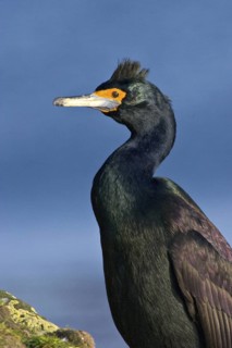 Red-faced Cormorant (Phalacrocorax urile), Alaska, USA