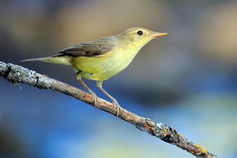 Melodious Warbler (Hippolais polyglotta) juvenile perched on a branch, Andalusia, Spain