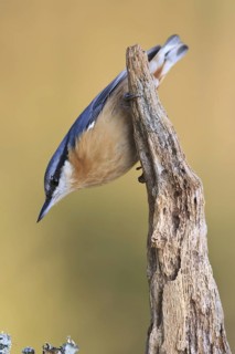 Eurasian Nuthatch (Sitta europaea), Bavaria, Germany