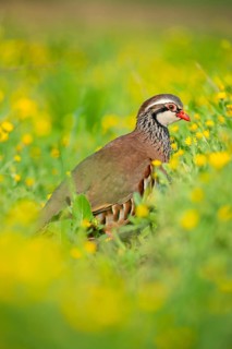 A red-legged partridge stands gracefully among vibrant yellow wildflowers, showcasing its striking